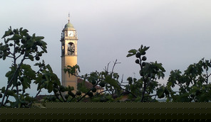 alba fichi