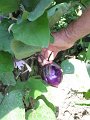 IMG_6062