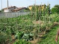 IMG_6078