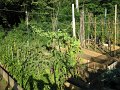 IMG_7106