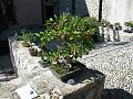 IMG 3372