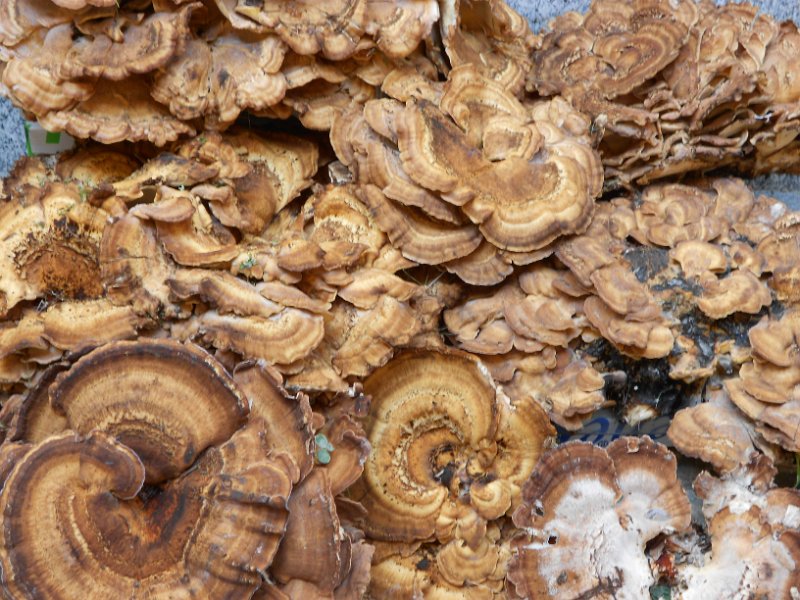 Monica Tassiello - funghi